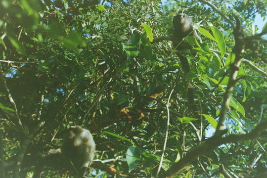 Film photograph 11