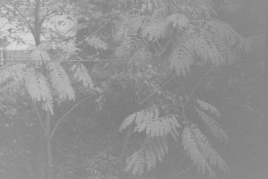 Film photograph 24