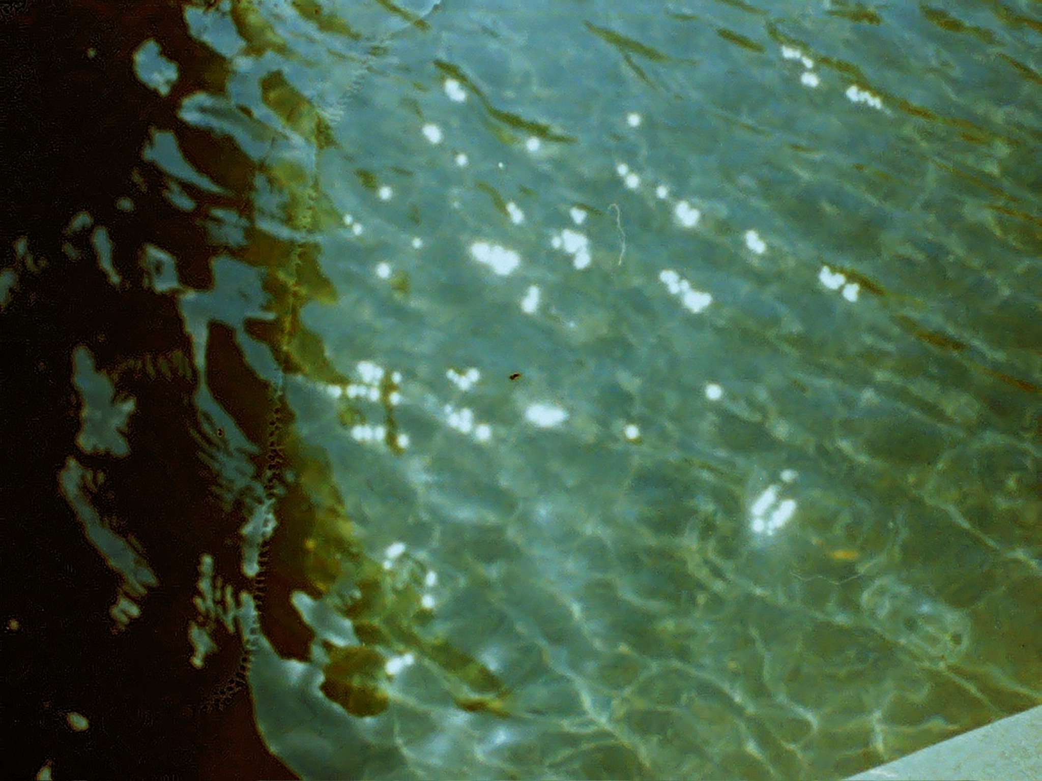 Film photograph 87